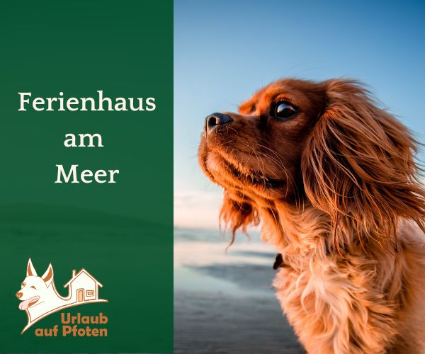 Urlaub mit Hund am Meer