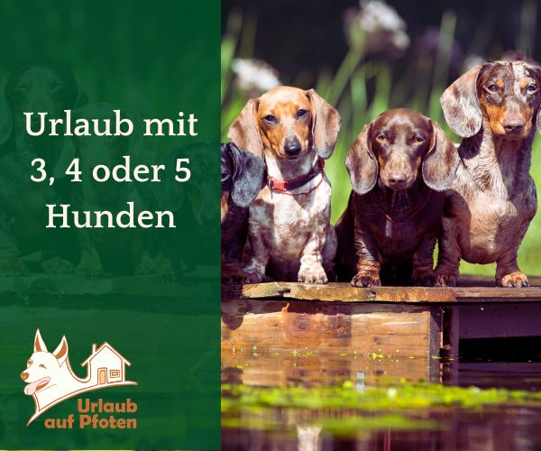 Urlaub mit mehreren Hunden