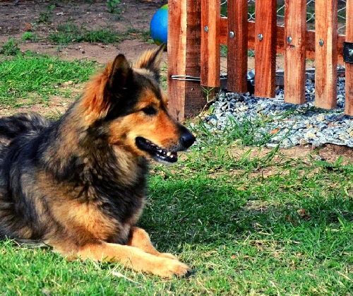 LastMinute Ferienhäuser mit Hund Hohnstein Urlaub auf Pfoten