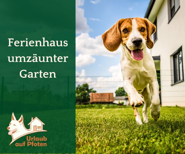 Ferienhaus umzäunt mit Hund